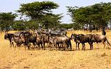 TANZANIA - Serengeti National Park - Lobo - 36